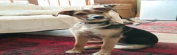 Mixed Breed dogs for adoption: Amazing Millie for adoption  - Advert 1