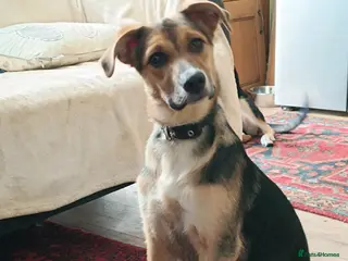 Mixed Breed dogs Amazing Millie for adoption - Advert 6