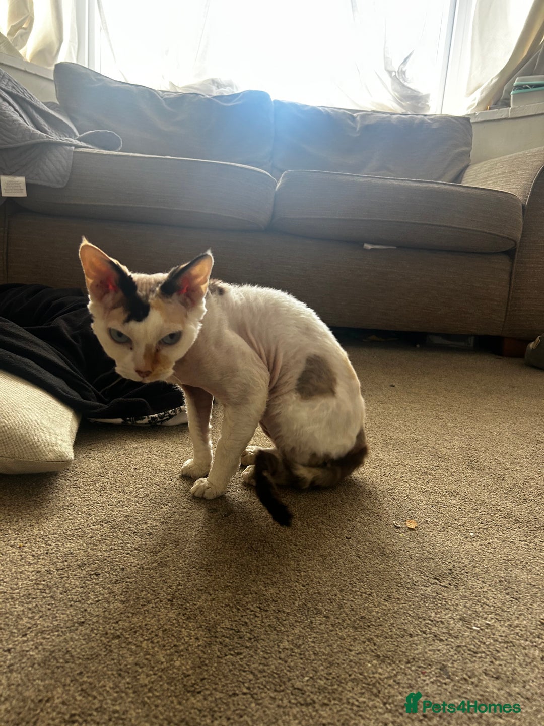 Devon Rex cats for sale: Two Devon Rex needs loving homes - adopt adoption  - Image 6