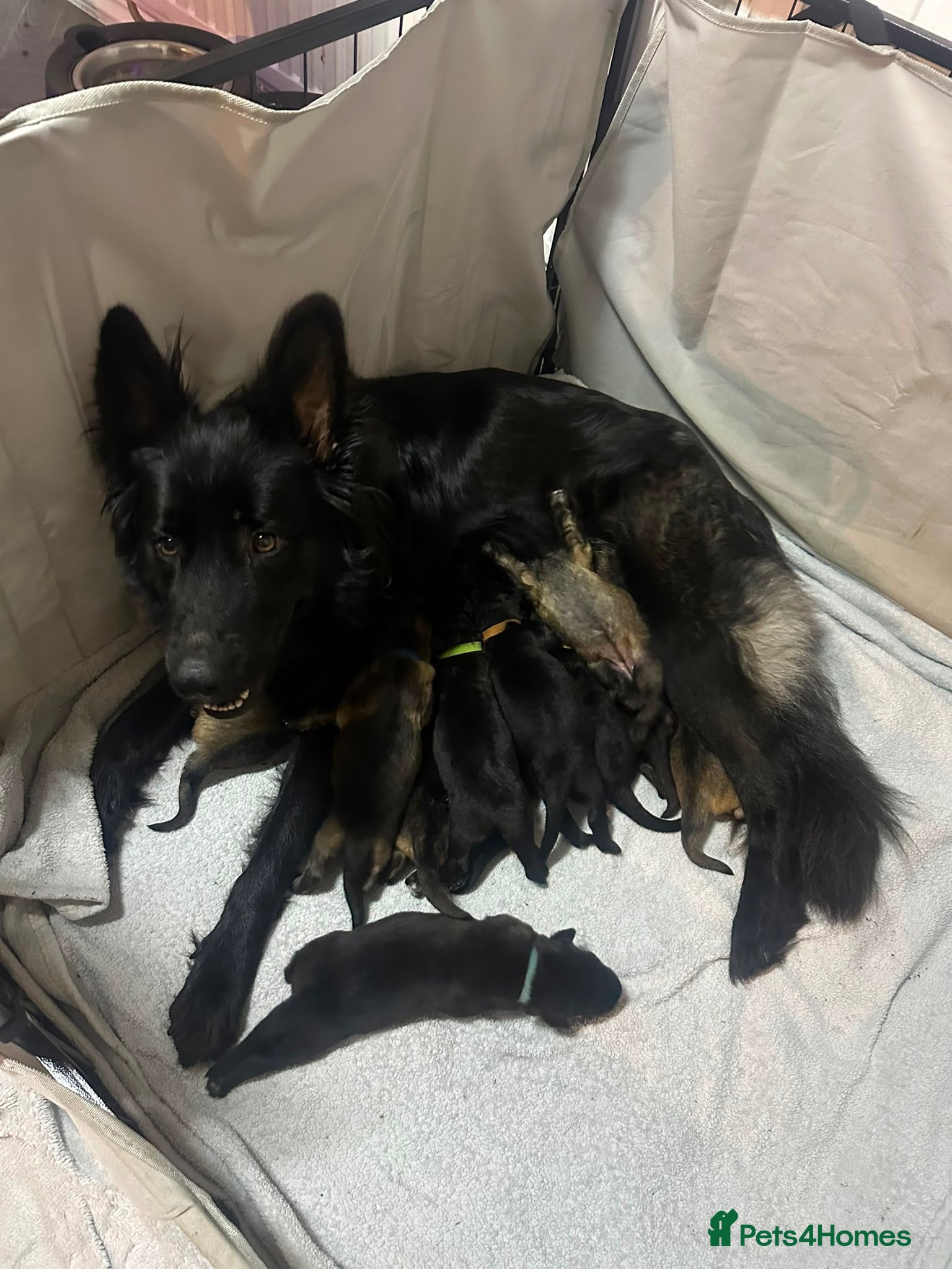 German Shepherd dogs 11 beautiful German shepherd puppies  - Advert 1