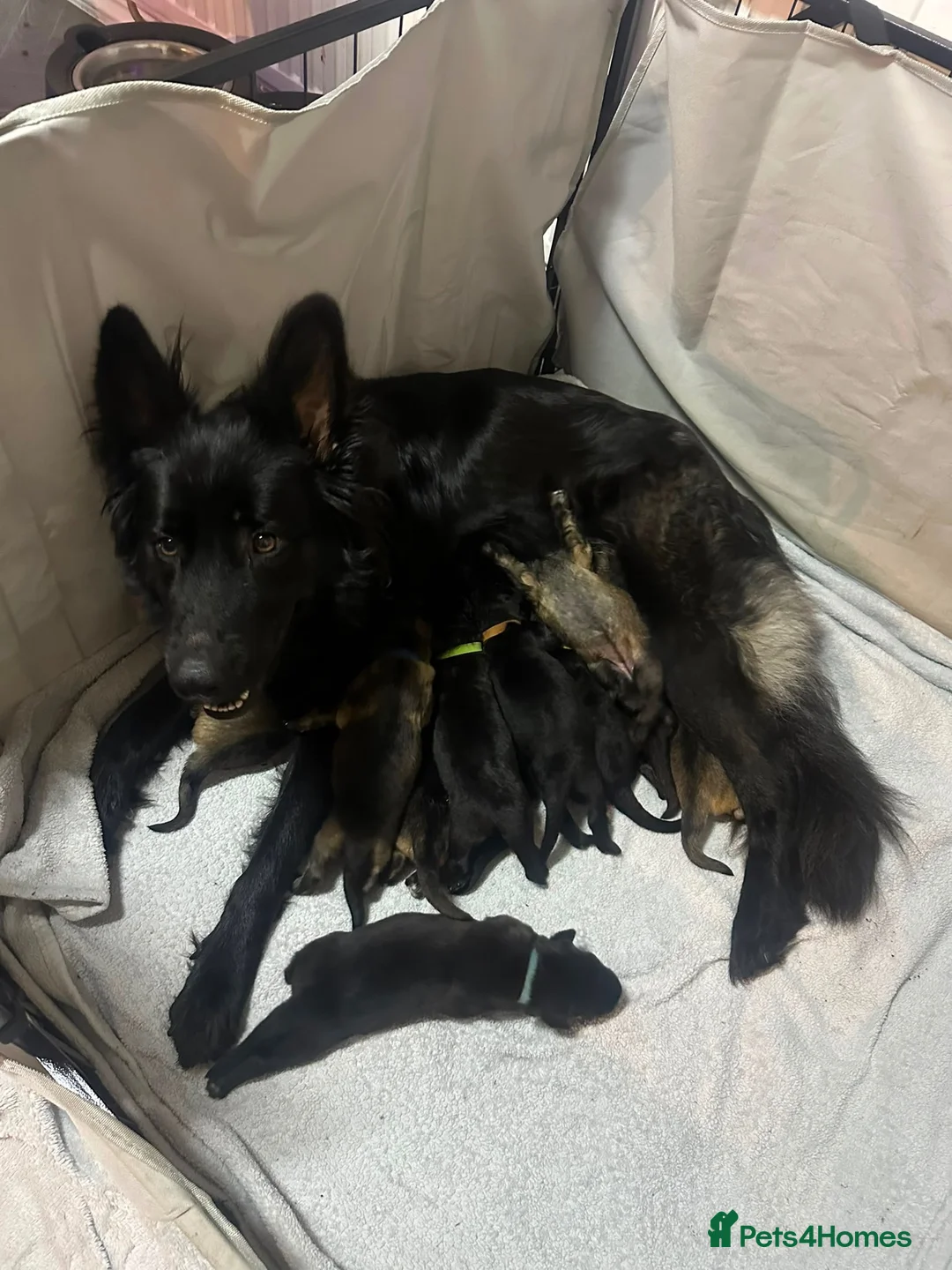German Shepherd dogs for sale: 11 beautiful German shepherd puppies  in Ipswich - Advert 1