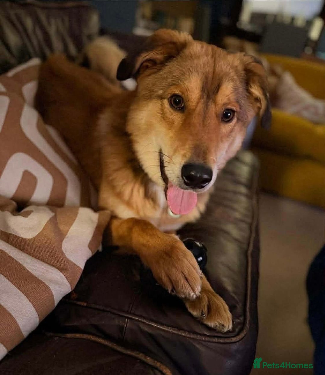 Mixed Breed dogs for adoption: Fox - Milton Keynes  - Advert 8