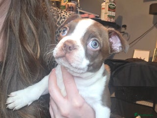 Boston Terrier dogs Blossom's Beautiful Bostons - Advert 6