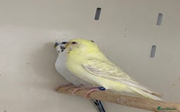 Mixed Breed birds for sale: Hand reared conures and avairy budgies  - Image 7