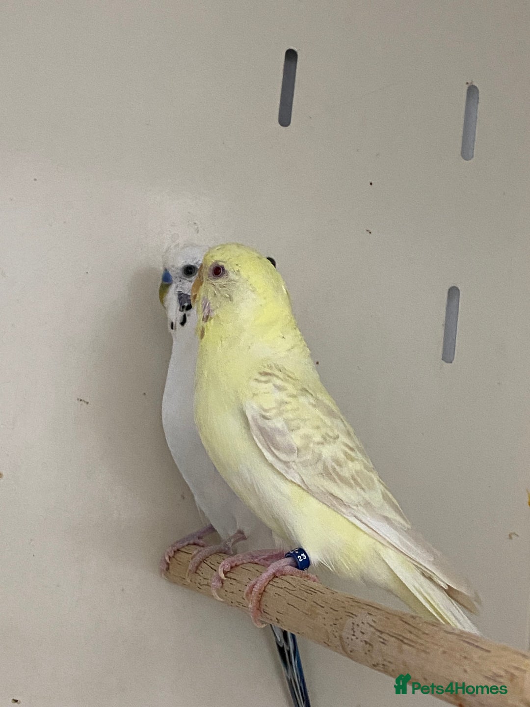 Mixed Breed birds for sale: Hand reared conures and avairy budgies  - Image 7