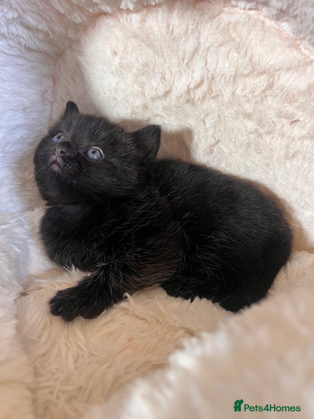 British Shorthair cats for sale: Black BSH x kittens  - Image 11