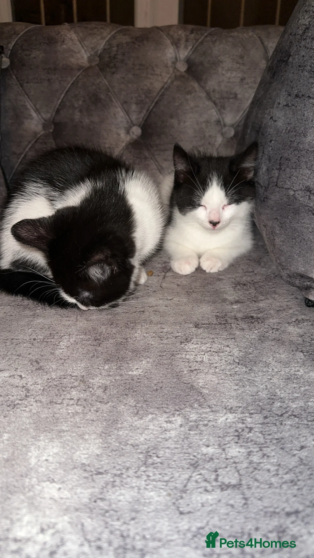 British Shorthair cats for sale: 2 lovely black and white shorthairs - Advert 11