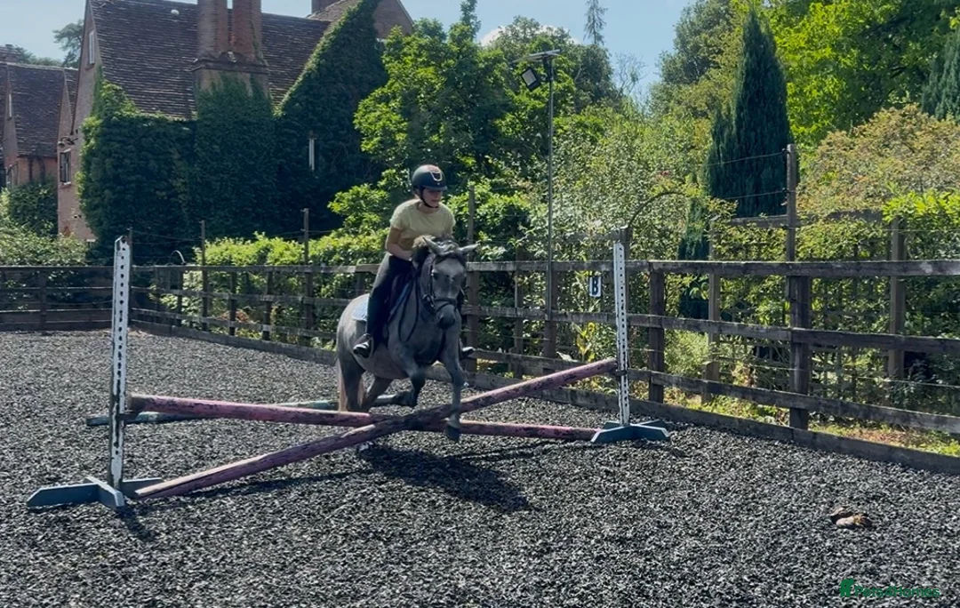 New Forest horses for sale: Fun family pony prospect  - Advert 2