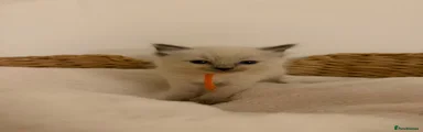Ragdoll Kitten 2
