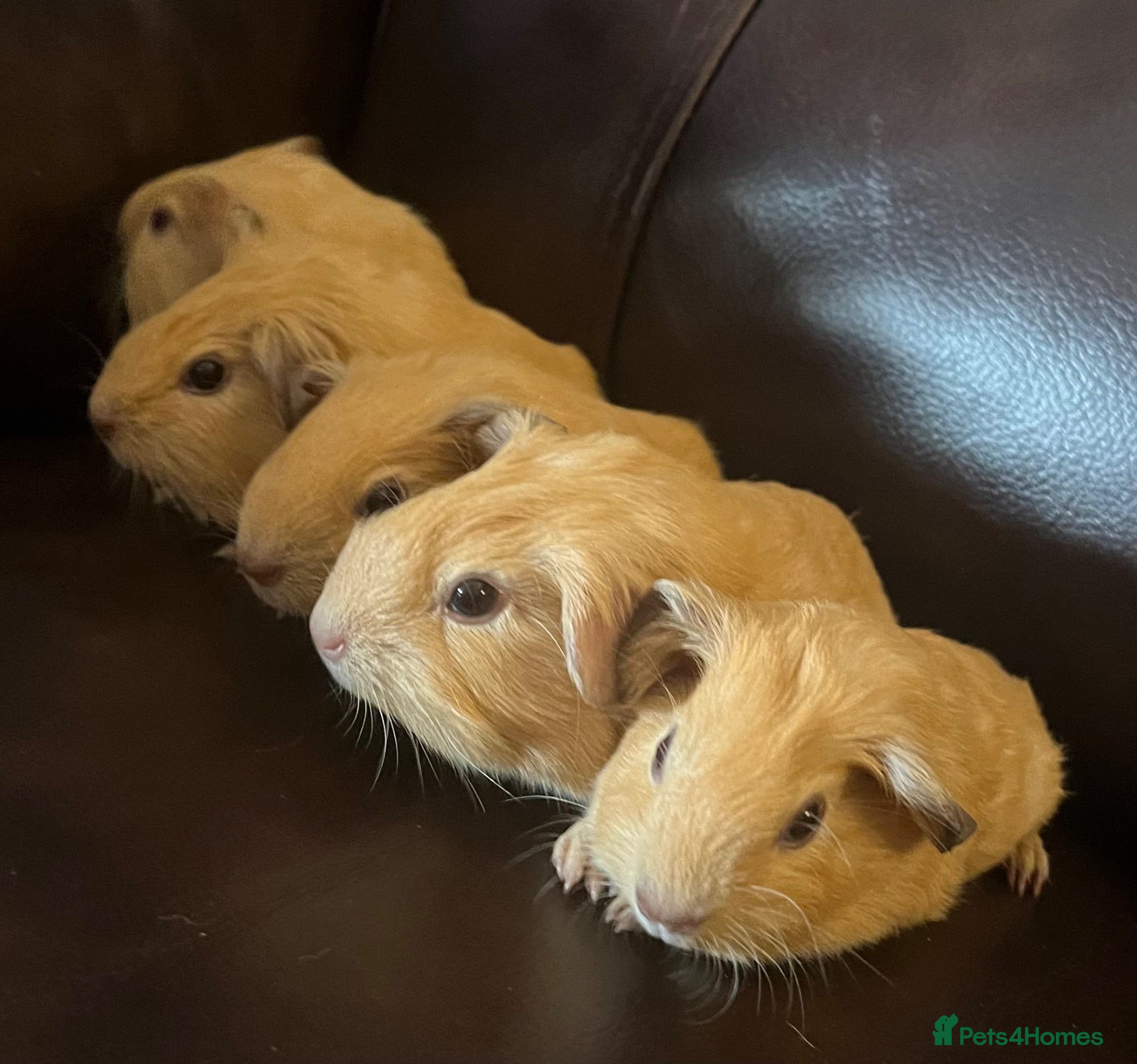 Guinea Pig rodents Baby guineas ready from 21/7/2026 - Advert 18