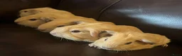 Guinea Pig rodents for sale: Baby guineas ready from 21/7/2026 - Advert 1