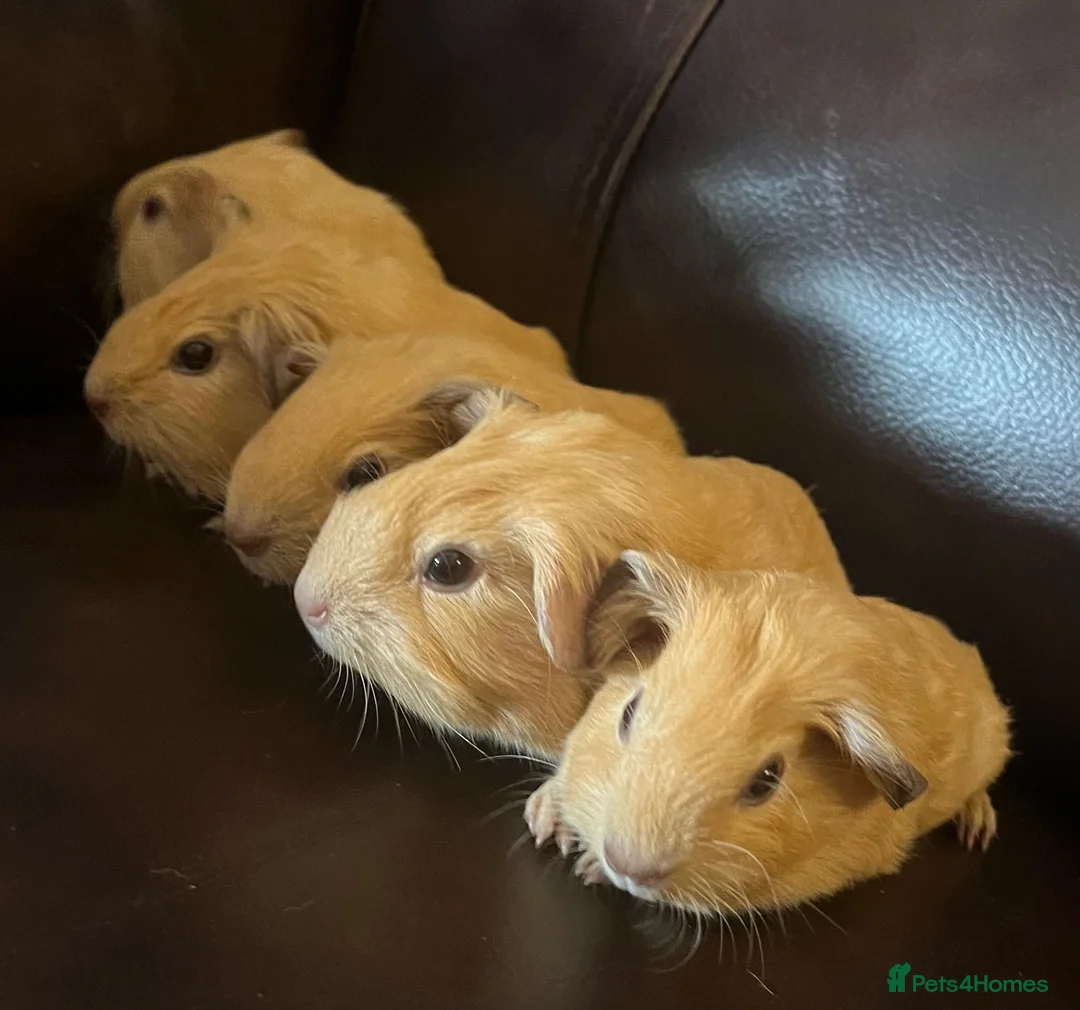 Guinea Pig rodents for sale: Baby guineas ready from 21/7/2026 - Advert 1