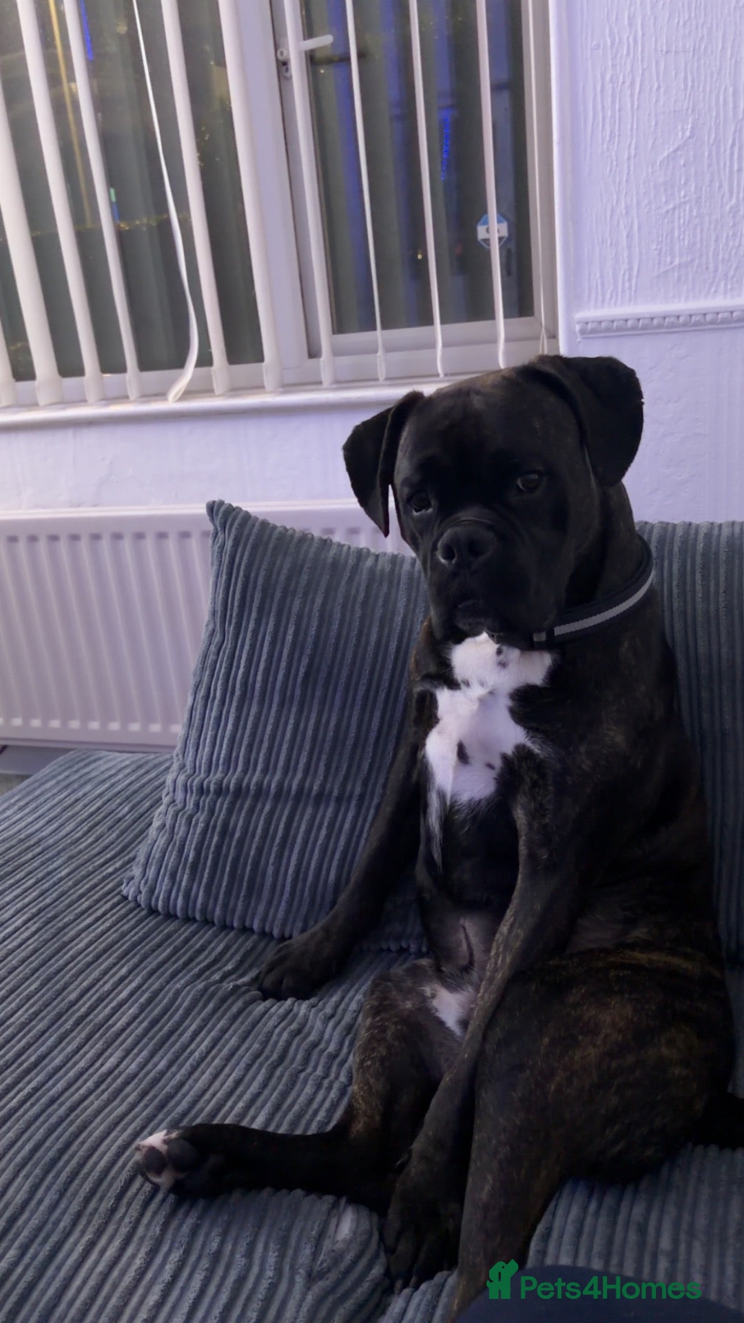 Boxer dogs Boxer dog  - Advert 3