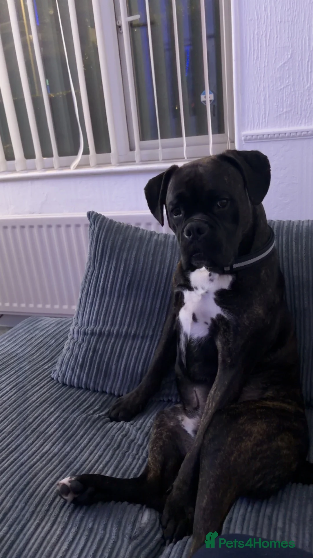 Boxer dogs for sale: Boxer dog  in Bishop Auckland - Advert 1