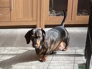 Miniature Dachshund dogs Miniature Dachshund (smooth) - Advert 2