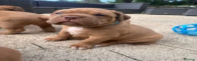 Dogue De Bordeaux Puppy 7