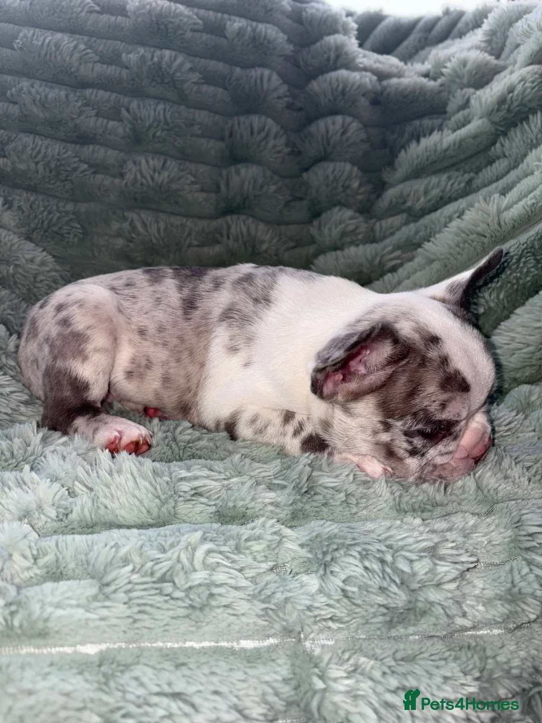 French Bulldog dogs for sale: French bulldog puppies  - Advert 6