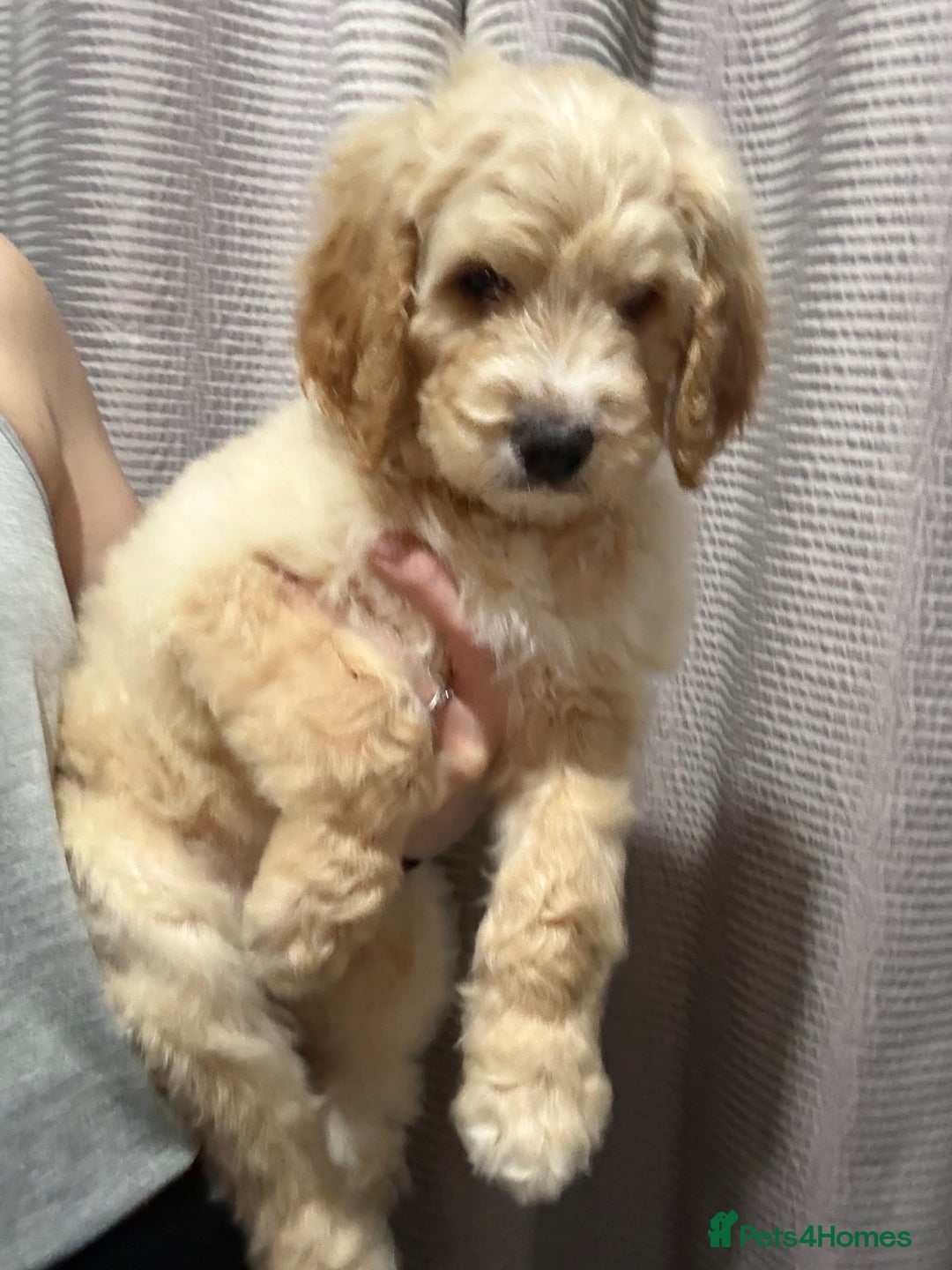 Mixed Breed dogs for sale: Bernedoodle - Advert 14