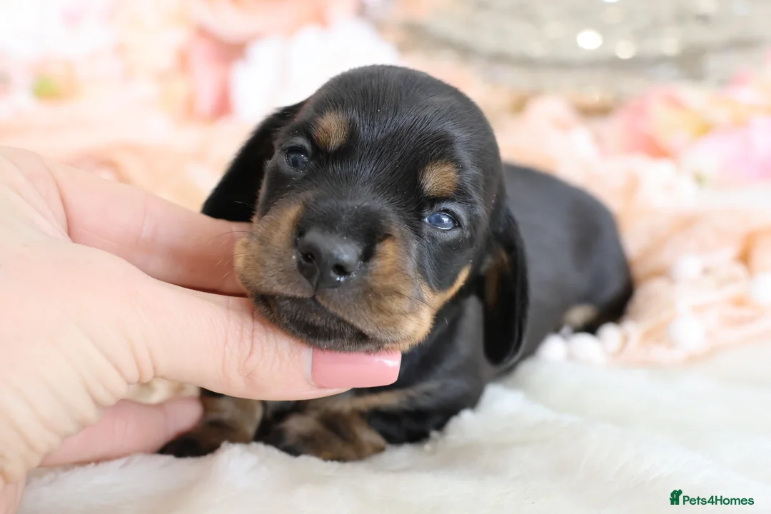 Miniature Dachshund dogs for sale: KC Miniature Dachshund Puppies - Advert 2