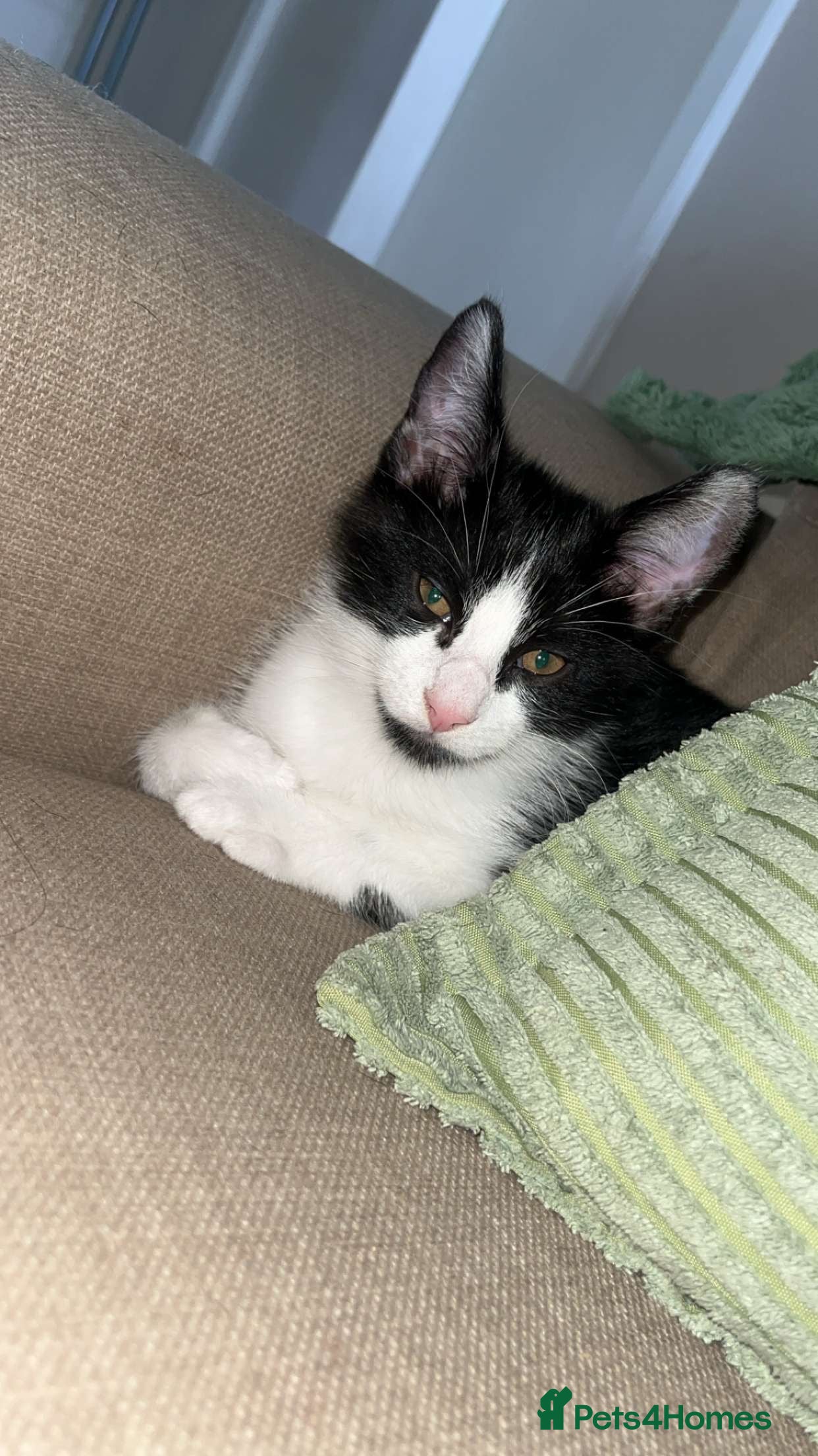 Domestic Shorthair cats Beautiful Tuxedo Kitten  - Advert 8