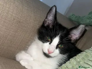 Domestic Shorthair cats Beautiful Tuxedo Kitten - Advert 24