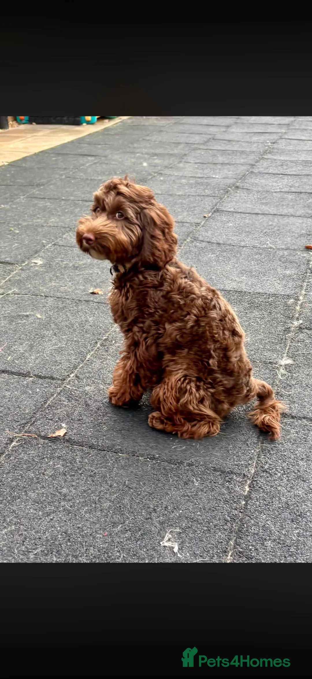 Cockapoo dogs for sale: 7 month old chocolate cockapoo  in Bury Saint Edmunds - Advert 1
