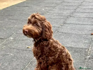 Cockapoo dogs 7 month old chocolate cockapoo - Advert 2