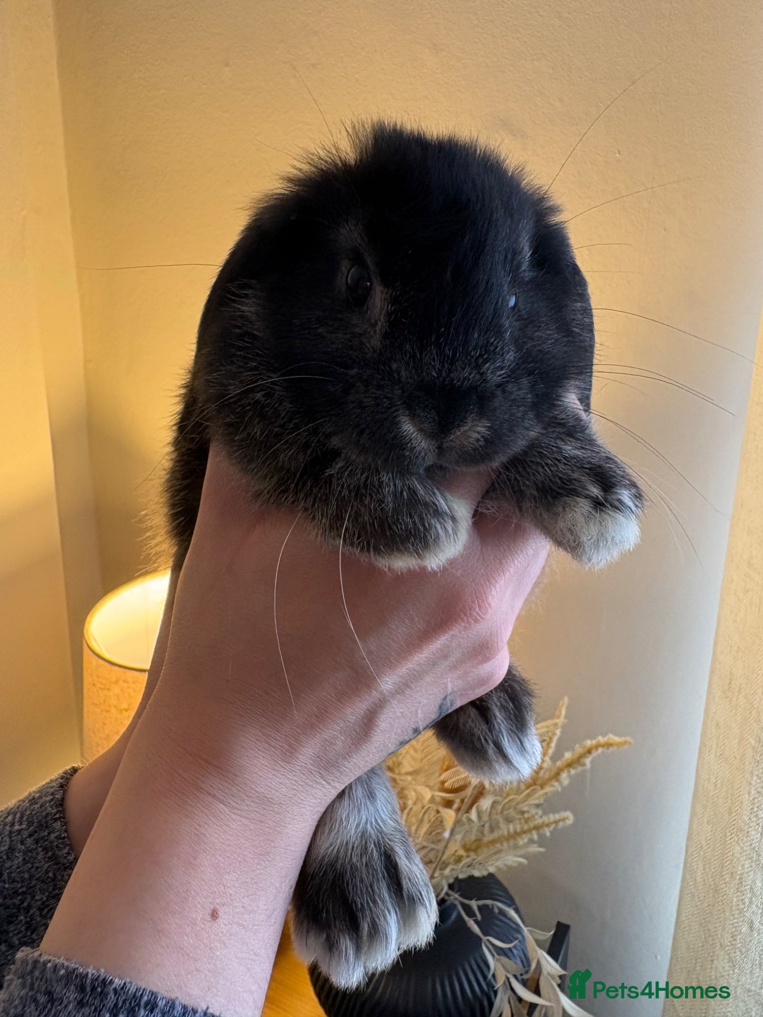 Mini Lop rabbits Beautiful Mini Lop Bunnies - 1 boy left!!  - Advert 2