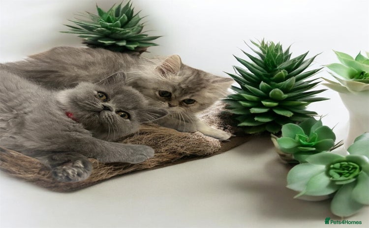 Persian cats - Advert 4