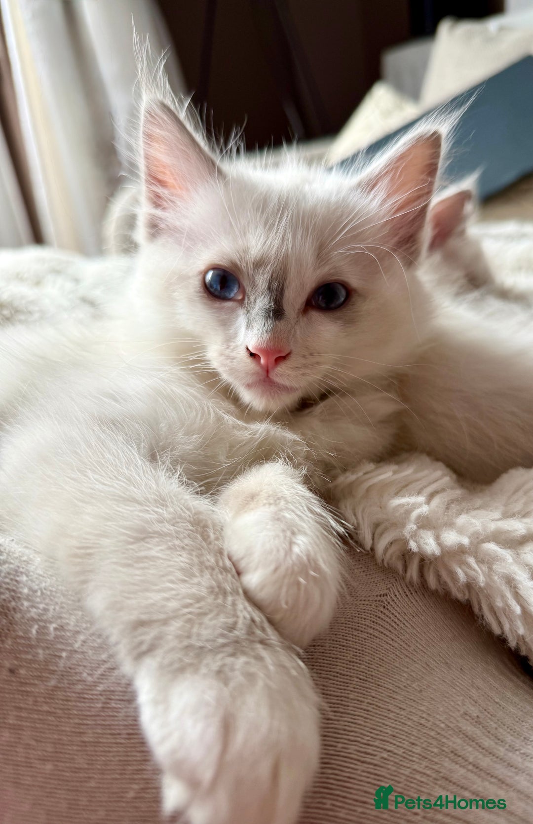 Ragdoll cats for sale: Beautiful Ragdoll cats  - Image 7