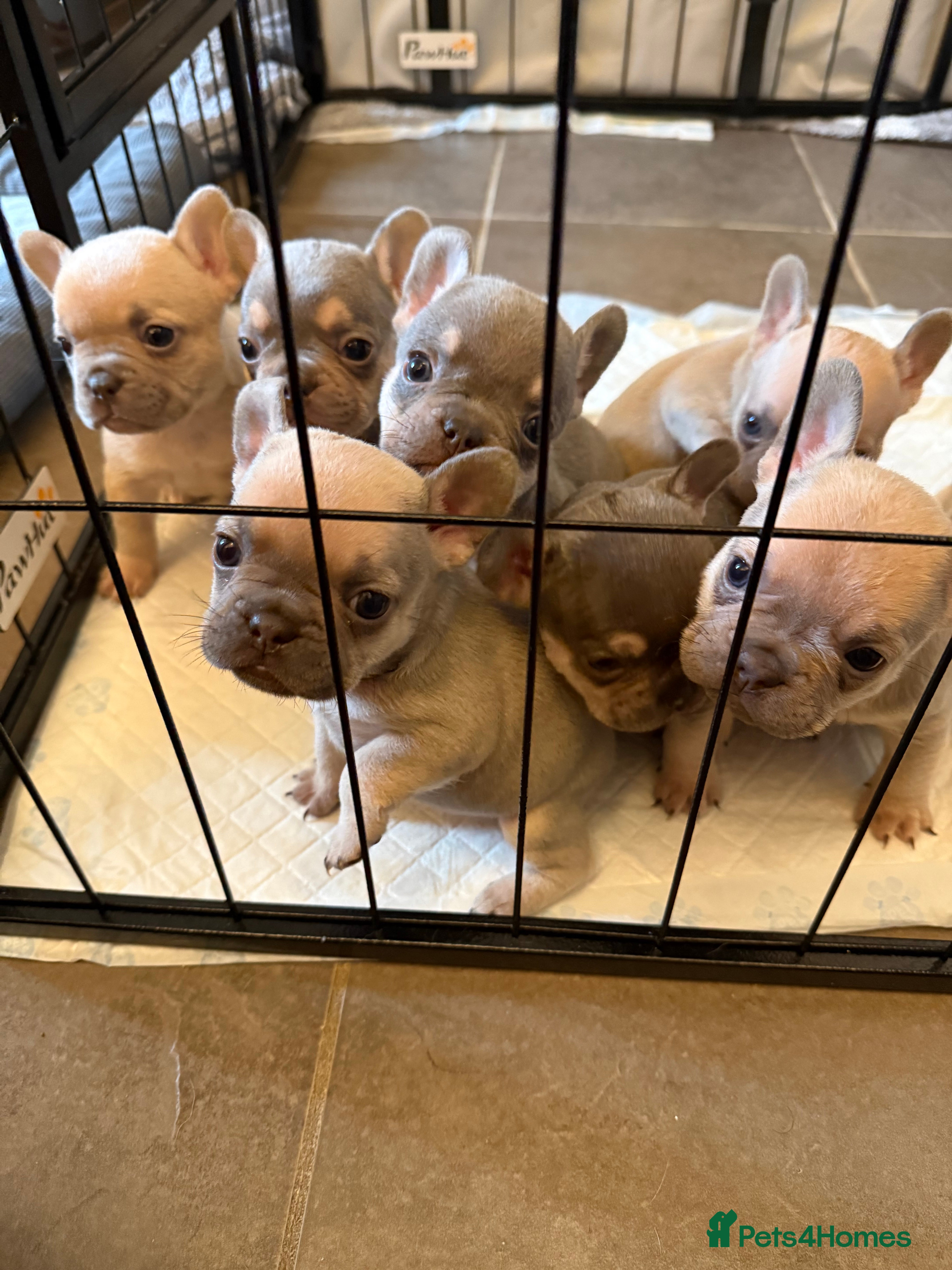French Bulldog dogs French bulldog puppies for sale  - Advert 9