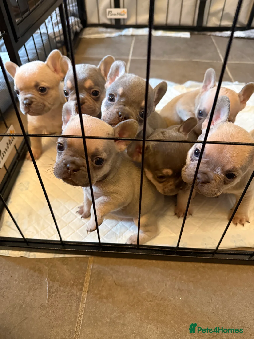 French Bulldog dogs for sale: French bulldog puppies for sale  - Advert 1