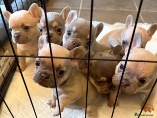 French Bulldog dogs French bulldog puppies for sale - Advert 9