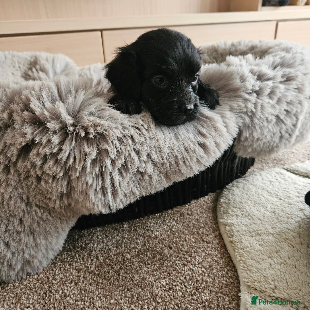 Cocker Spaniel dogs for sale: Rare Merle Working Type Cocker Spaniels - Advert 29