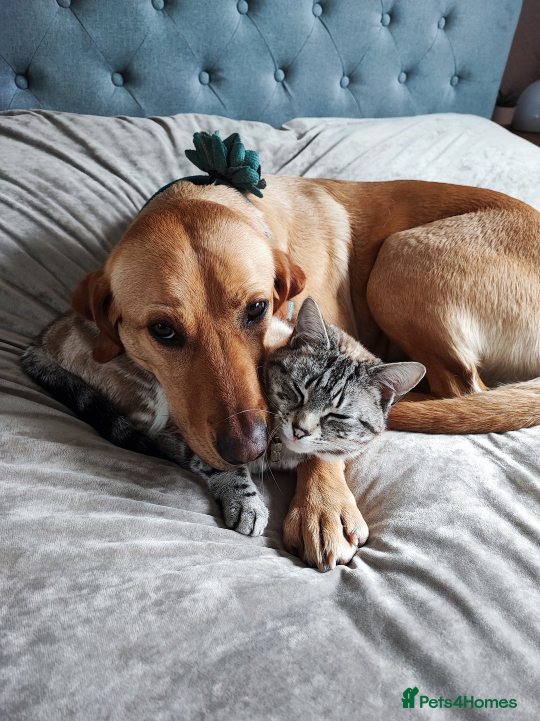 Goldador dogs for sale: Goldador puppies - all reserved  - Advert 24