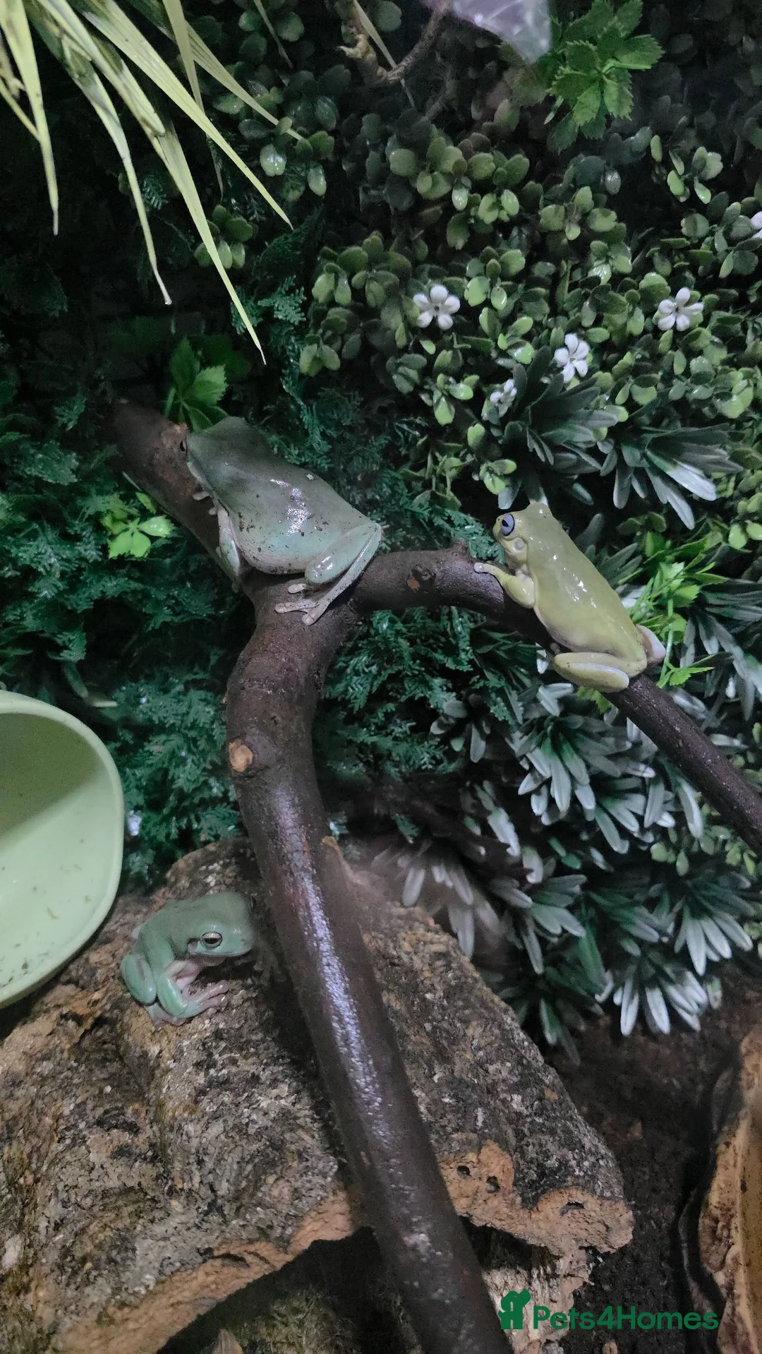 Frog reptiles for sale: Whites Tree Frogs - 4 Frogs Full Set Up - Advert 7