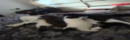 Brazilian Shorthair cats for sale: 4 georgous kittens looking for their forever home - Advert 9