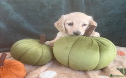 Miniature Dachshund dogs for sale: English creams miniature dachshunds  - Image 20