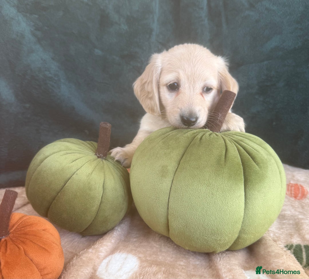 Miniature Dachshund dogs for sale: English creams miniature dachshunds  - Image 20