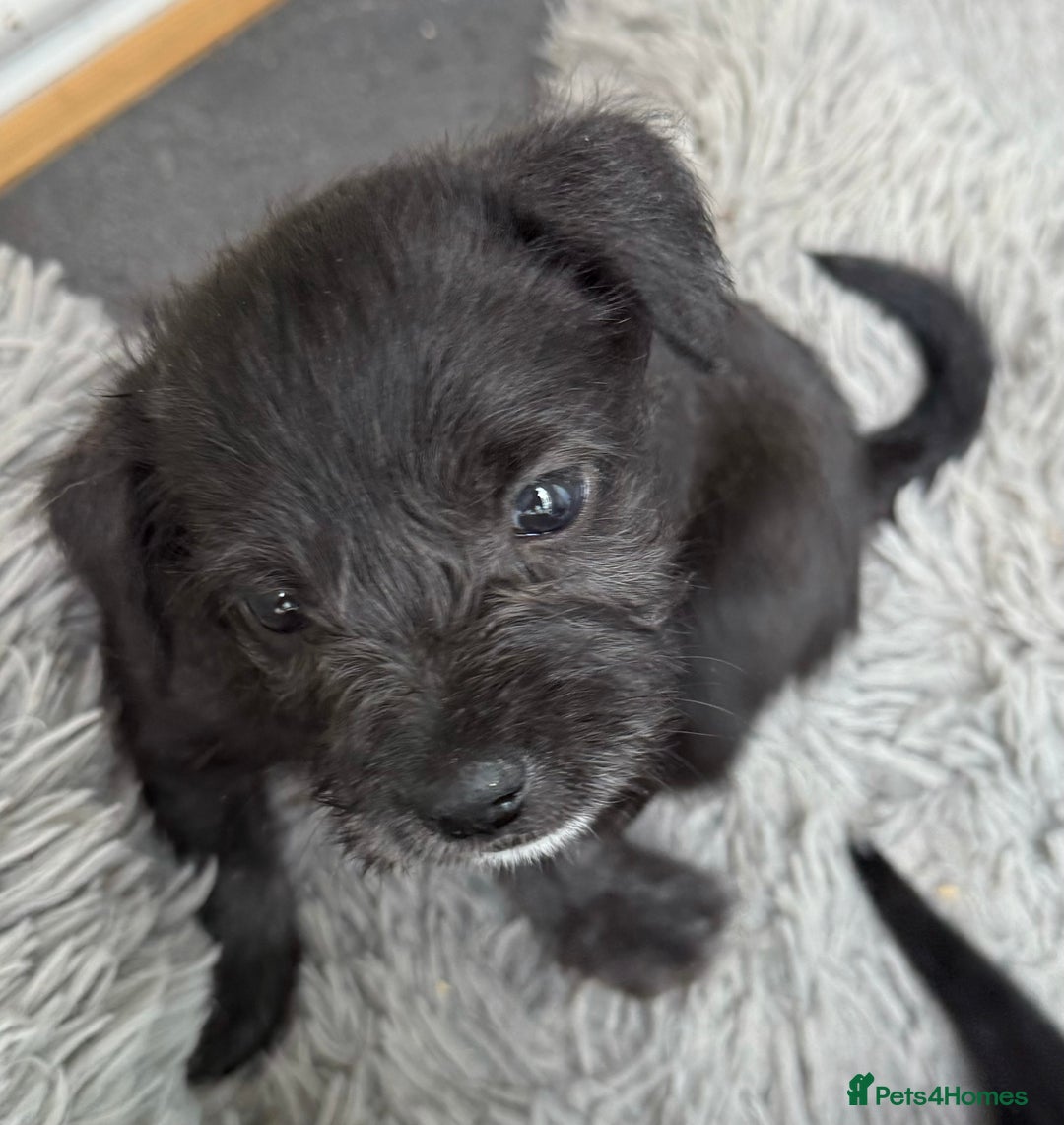 Glen of Imaal Terrier dogs for sale: Rare and beautiful  - Image 7