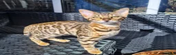 Bengal cats for sale: Stunning Bengal Kittens Ready for Reservation 😍 - Advert 26