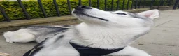 Siberian Husky dogs for stud: Miss Luna in London - Advert 4