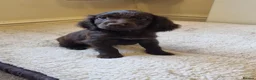 Cocker Spaniel dogs for sale: Last Chocolate Boy Ready Now  - Advert 16