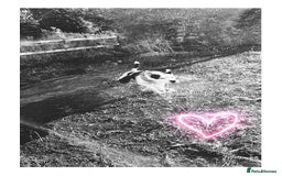 Mixed Breed dogs for sale: 4 beautiful American bully cross staffy puppies - Image 15