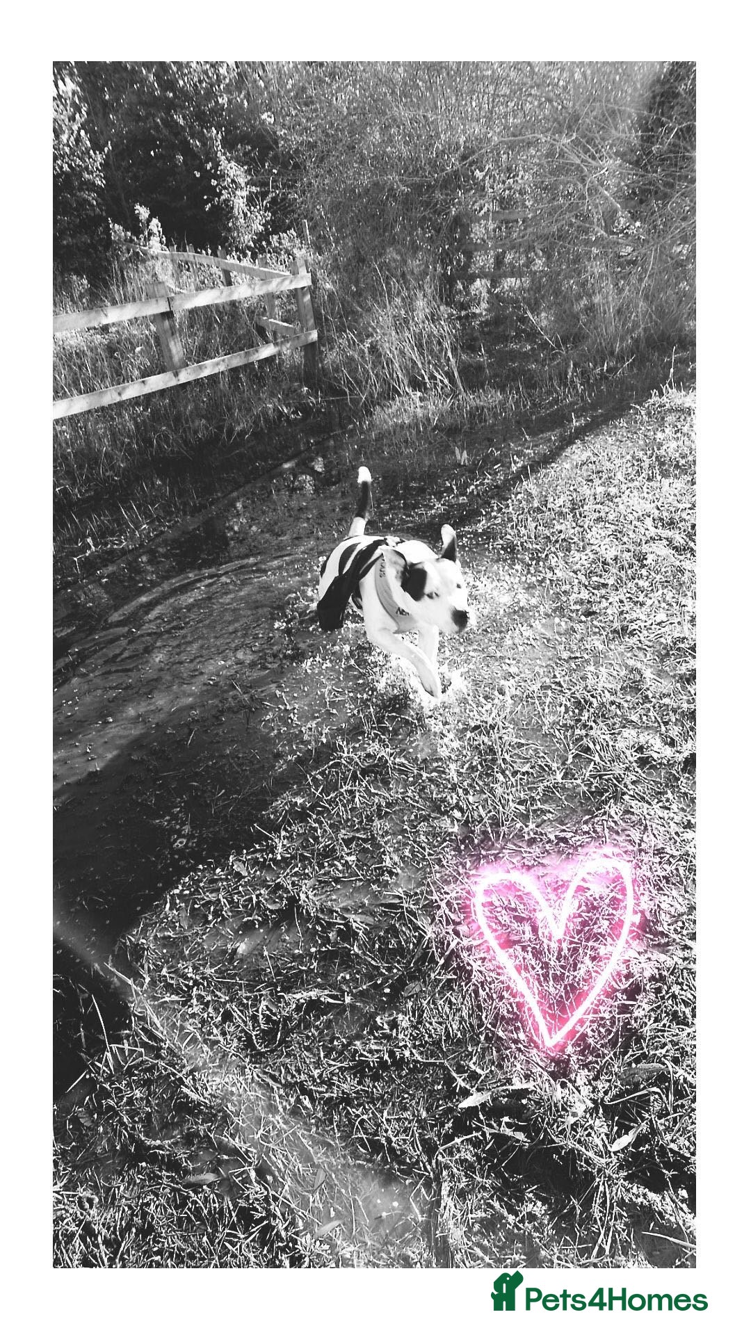 Mixed Breed dogs for sale: 4 beautiful American bully cross staffy puppies - Image 15