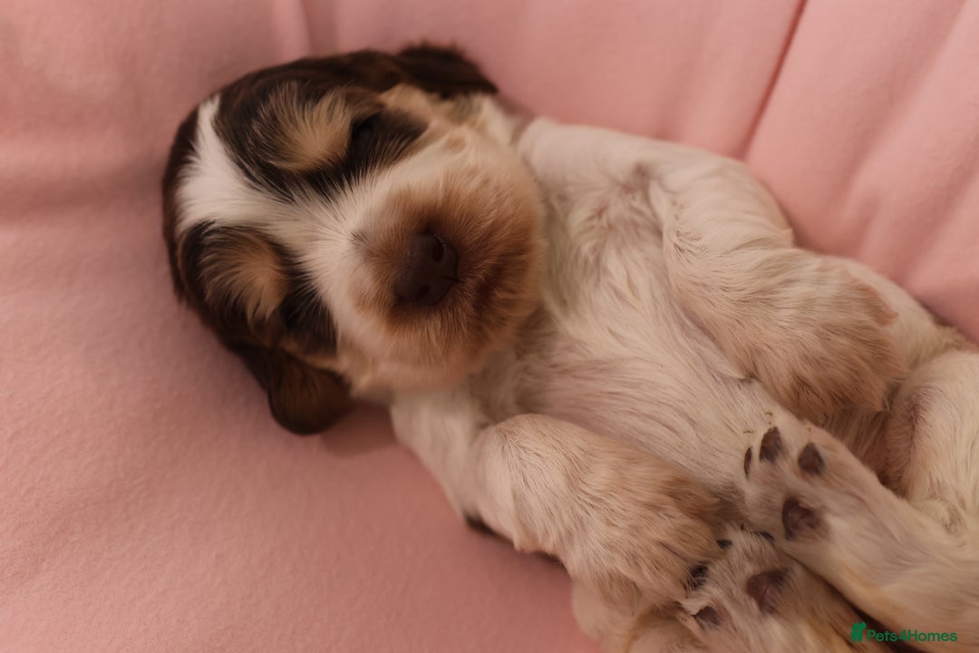Cocker Spaniel dogs for sale: Beautiful family SHOW cocker spaniels - Image 11