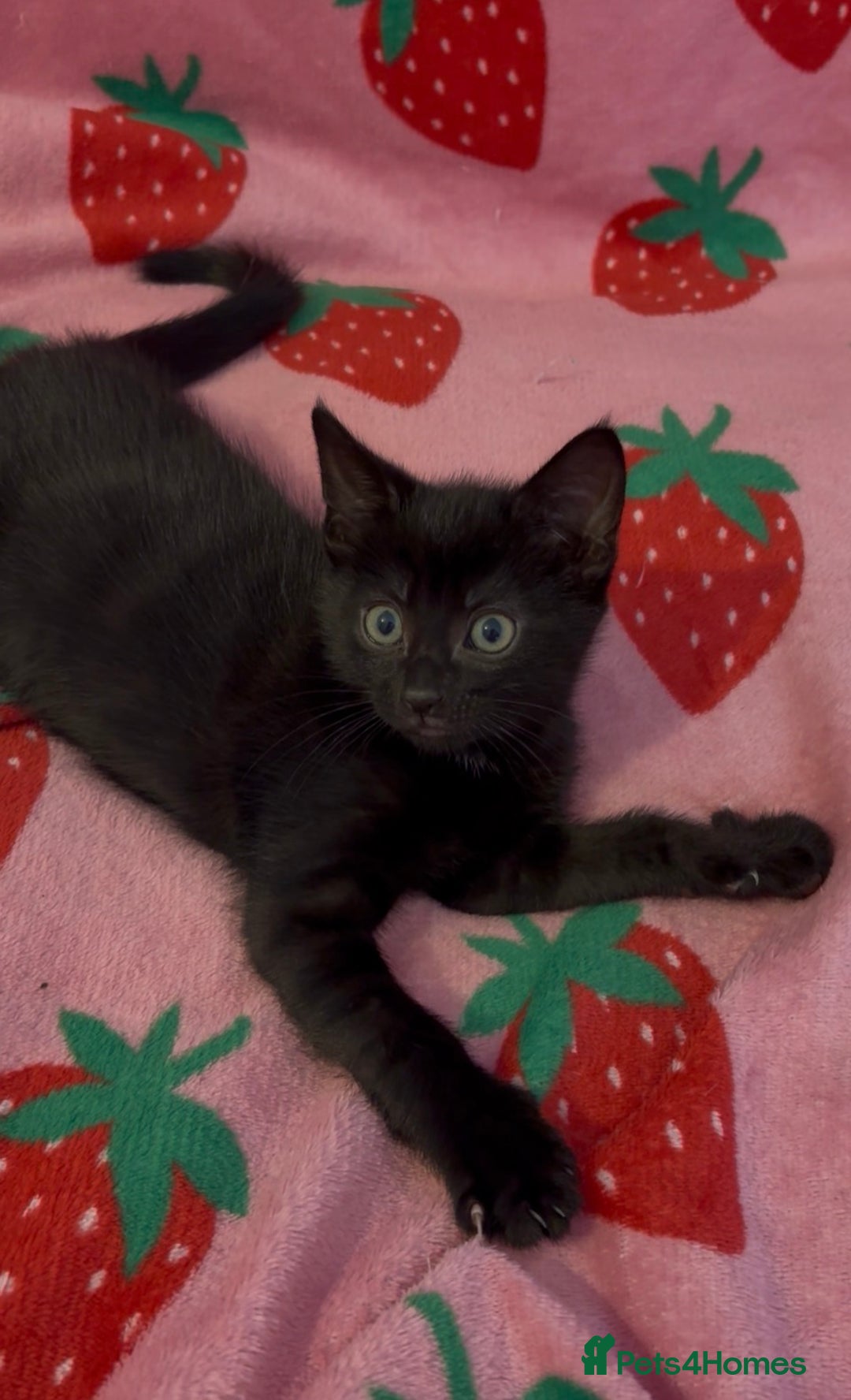 Mixed Breed cats for sale: girl kitten ready to go  - Advert 3