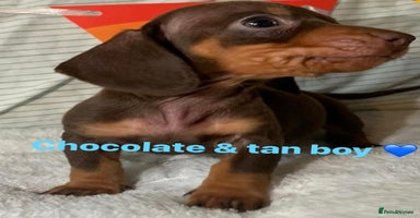 Miniature Dachshund dogs - Advert 2