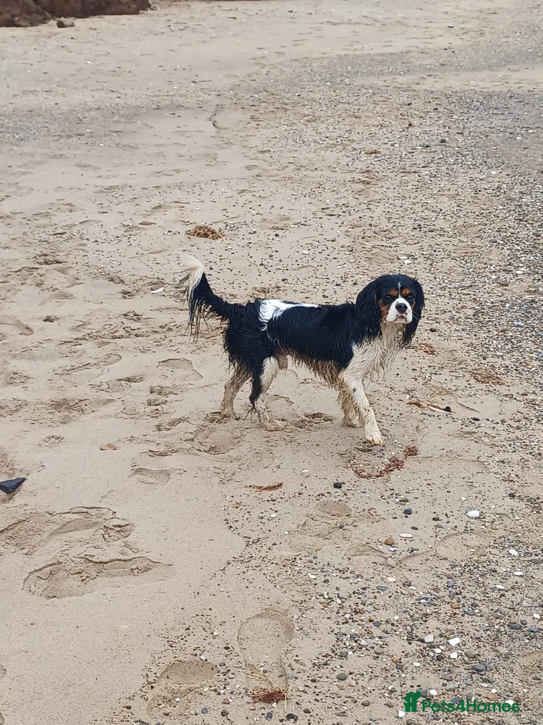 Cavalier King Charles Spaniel dogs for stud: FOR STUD ONLY  - Advert 4