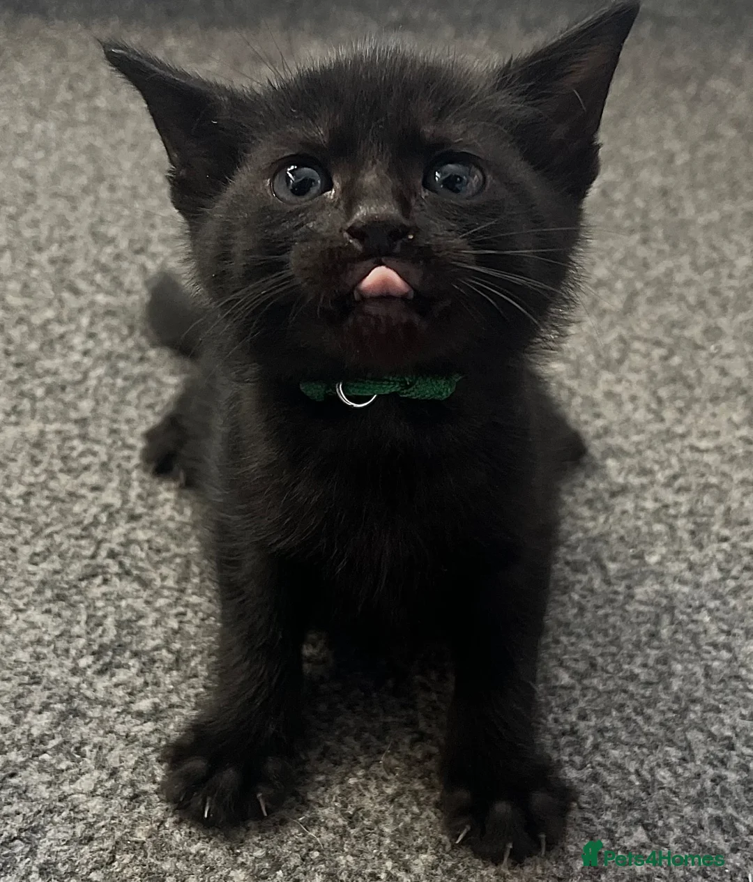 Mixed Breed cats for sale: 6 beautiful medium haired kittens needing homes🐱 in Deeside - Advert 2